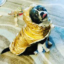 a black and white dog wearing a gold cape with a hood