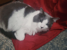 a gray and white cat is laying on a red pillow