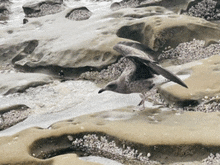 a seagull is flying over a rocky area