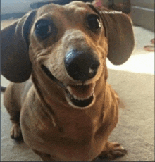 a close up of a dachshund 's face with a caption that says oscar reid