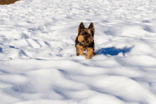 a small dog is standing in the snow and looking at the camera