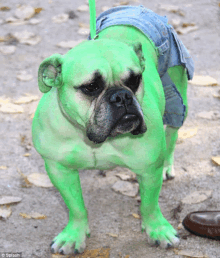 a dog that has been painted green with splash on the bottom right