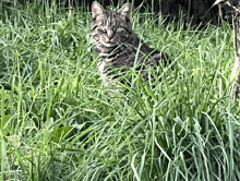 a cat is sitting in the tall grass looking at the camera