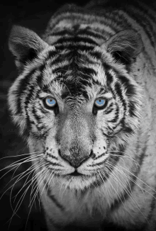 a black and white tiger with blue eyes looks at the camera