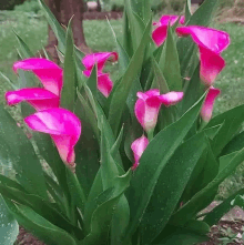 a bunch of pink flowers are growing on a plant