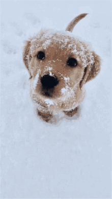 a small brown dog is covered in snow and looking up at the camera .