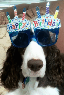 a dog wearing a pair of birthday glasses with candles on them