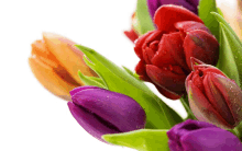 a bunch of purple and red tulips with green leaves