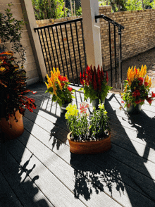 potted flowers on a porch with a shadow of a bird