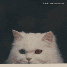a picture of a white cat with arrow presents written on the bottom right