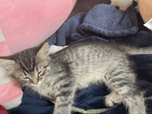 a kitten laying on a blue blanket next to a stuffed animal