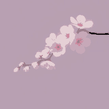 a branch of cherry blossoms with pink flowers on a purple background