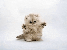 a small white kitten is sitting on its hind legs on a white surface .