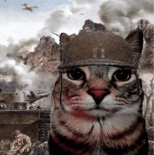 a cat wearing a military helmet looks at the camera in front of a battle scene