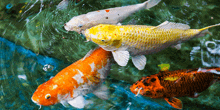 a group of colorful fish are swimming in the water