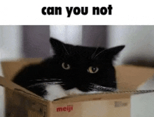 a black cat is laying in a cardboard box with the words " can you not " above it