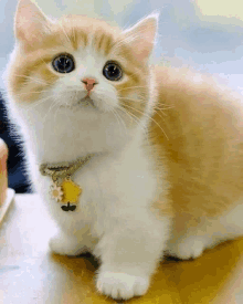 a small orange and white kitten wearing a collar with a yellow flower on it