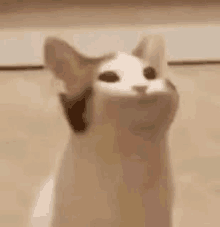 a white and brown cat is sitting on a wooden floor looking up at the camera .