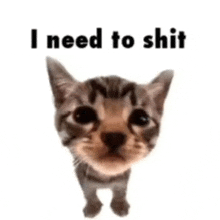 a cat with the words `` i need to shit '' written above it .