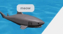 a shark is swimming in the ocean with a meow sign on its back .