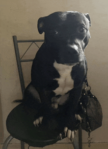 a black and white dog sitting on a chair