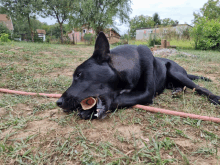 a black dog laying in the grass with a hose in its mouth