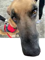 a close up of a dog 's face with a red ball in its mouth and a harness that says julius collar