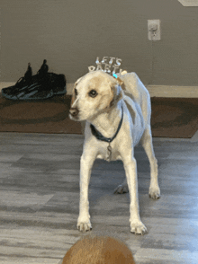 a white dog wearing a crown that says let 's party