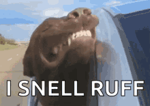 a dog is sticking its head out of a car window with the words " i smell ruff " above it