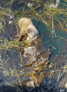 a turtle is floating in a body of water surrounded by grass