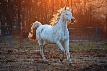 a white horse is running in a field with a fence in the background