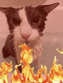 a black and white cat is standing in a bathtub surrounded by flames