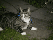 a cat wearing a blue leash is laying down in the grass