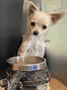 a small chihuahua dog sitting on top of a silver bowl