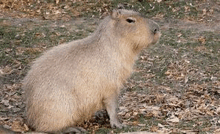 a capybara is sitting on the ground in the grass looking at the camera .