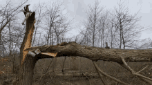 a fallen tree in the middle of a forest with a sign that says ' r.i.p. ' on it .