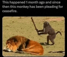 a monkey is standing next to a lion in a field holding a stick .