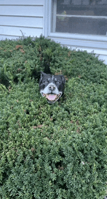 a dog sticking its head out of a bush with its tongue out