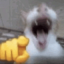 a close up of a cat with its mouth open and a yellow fist in front of it .