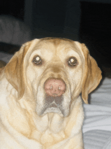 a close up of a dog 's face and nose