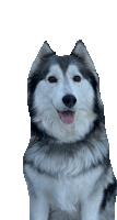 a husky dog with its tongue hanging out