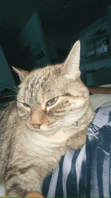 a cat with a collar is laying on a bed and looking at the camera