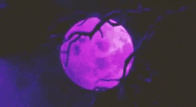 a purple full moon is visible through the branches of a tree in the night sky .