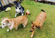 three dogs are playing in the grass and one has a tennis ball in its mouth