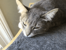 a close up of a cat laying on a gray blanket