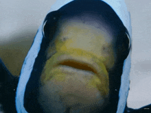 a close up of a fish 's face with a subscribe button below it