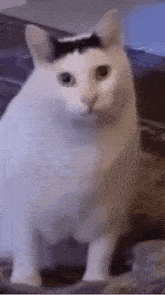 a white cat with a black spot on its head is sitting on a table and looking at the camera .