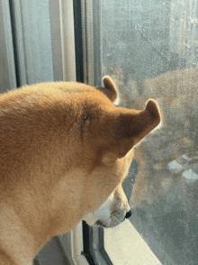 a dog looking out of a window with its ears pointed up