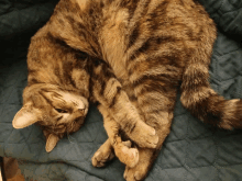 a cat is laying on a blue blanket and looking up at the camera