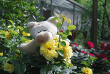 a teddy bear sleeping in a bush of yellow flowers